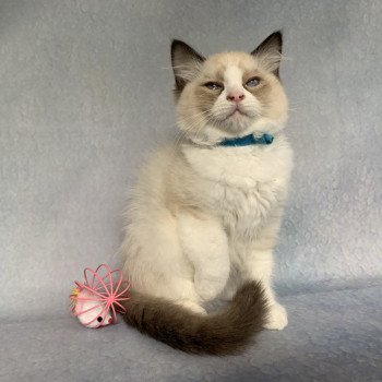 Chaton Ragdoll D - Phelia ❤ Oust 2020 Les Ragdolls de la Croisette Chaton Ragdoll D - Phelia ❤ Oust 2020 Les Ragdolls de la Croisette
