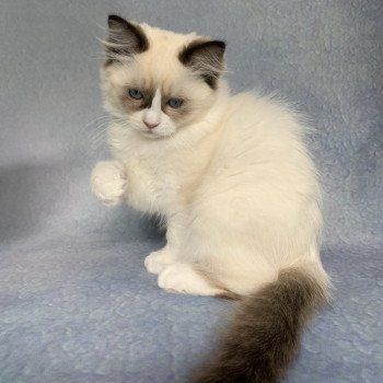 Chaton Ragdoll D - Phelia ❤ Oust 2020 Les Ragdolls de la Croisette