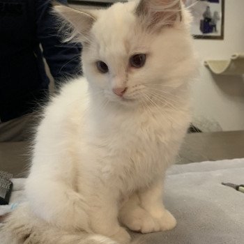 Chaton Ragdoll D - Phelia ❤ Oust 2020 Les Ragdolls de la Croisette Chaton Ragdoll D - Phelia ❤ Oust 2020 Les Ragdolls de la Croisette