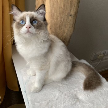 Chaton Ragdoll D - Phelia ❤ Oust 2020 Les Ragdolls de la Croisette Chaton Ragdoll D - Phelia ❤ Oust 2020 Les Ragdolls de la Croisette