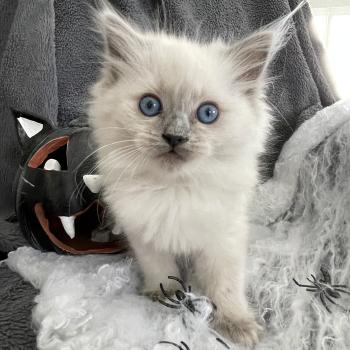 Portée Seccotine ❤ Calypso 2024