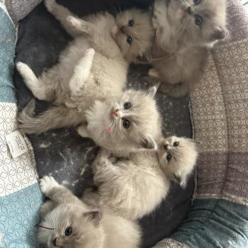 Portée Vadrouille ❤ Umberto 2025