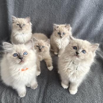 Portée Wahoo ❤ Utah 2025