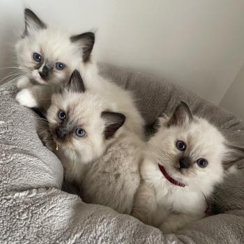 Portée Wifye ❤ Utah 2025