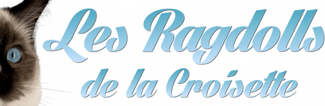 Le Ragdoll Caractere Sante Couleurs Entretien Et Origines
